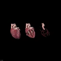 Game Movie Character Three Anatomical Hearts with Internal Structure and Vascular System