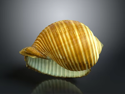 Shellfish Seashell Featuring Yellow And White Stripes In Half Open State On Reflective Surface 3d model