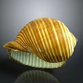 Shellfish Seashell Featuring Yellow And White Stripes In Half Open State On Reflective Surface
