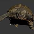Turtle With Spotted Head Open Mouth And Brown Yellow Patterned Shell On Dark Background Reflection