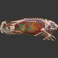 Educational Reptile Anatomical Model With Transparent View Of Internal Organs And Skeleton