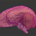 Detailed Human Brain Anatomical Model With Cerebral Cortex And Cerebellum Structure