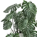 Lush Green Monstera Potted Plant With Large Leaves In White Pot