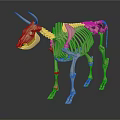 High Quality Medical Device Anatomical Cow Skeleton Model for Veterinary Education Training