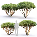 Lush Green Trees With Branching Trunks And Dense Green Foliage