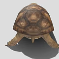 Realistic Tortoise With Brown Textured Shell On Gray Background 3d model
