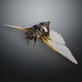 Flying Cicada With Transparent Wings Yellow Edges Dark Body Gray Background