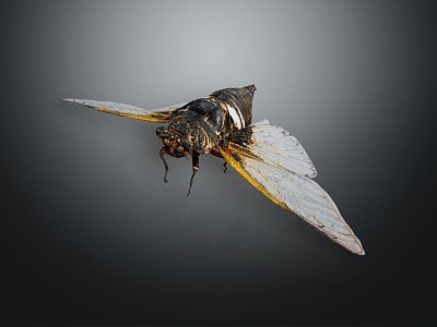 Modern Moth Animal Anime Character 3d model