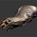 Beiji Badger American Badger Fur Tasmanian Badger Wolverine Badger Animal Wild Animal 3d model