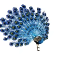 Colorful Flying Peacock with Expanded Blue Tail Feathers and Vibrant Eye Patterns
