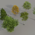 Various Types of Arbor Trees with Green and Yellow Foliage in Natural Scene