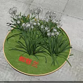 Spider Orchid Growing On Circular Green Base With White Flowers And Green Leaves