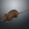 Realistic Detailed 3D Mouse Character Model for Game and Movie Projects