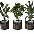 Three Potted Bonsai Plants With Textured Containers And Lush Green Broad Leaves