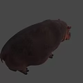 Realistic Hippopotamus Figure Standing Still With Long Shadow On Gray Background