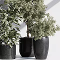Various Green Potted Plants in Black Pots Against White Wall With Light and Shadow Effects