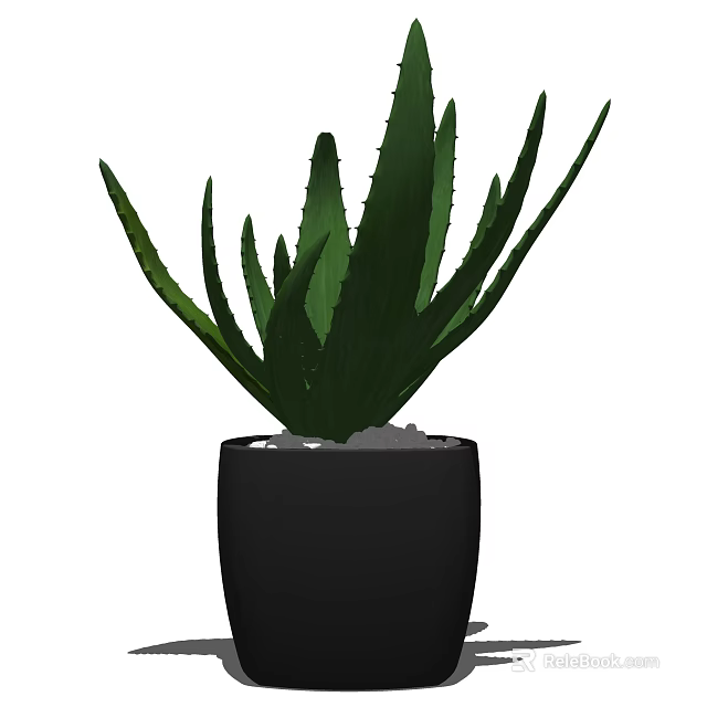 Potted Aloe Vera Plant in Black Pot with White Pebbles for Indoor Decorative 3d model 