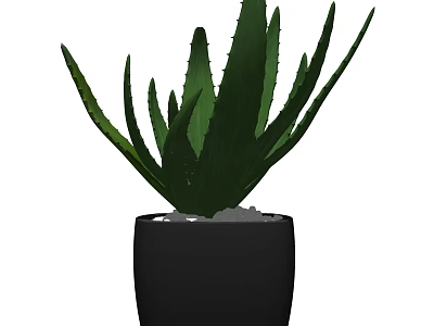 Potted Aloe Vera Plant in Black Pot with White Pebbles for Indoor Decorative 3d model