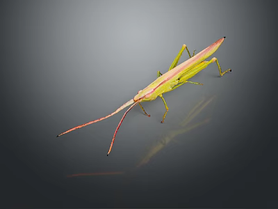 Game Movie Character Green Grasshopper With Slender Body Red Antennae Dark Background And Reflection 3d model