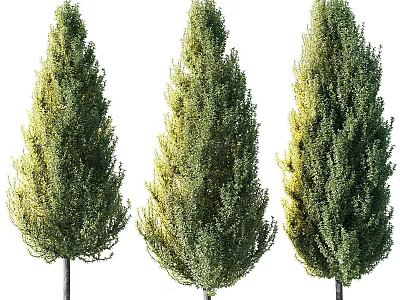 Three Tall Evergreen Trees With Dense Green Foliage And Unique Canopies 3d model