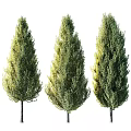 Three Tall Evergreen Trees With Dense Green Foliage And Unique Canopies