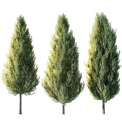 Three Tall Evergreen Trees With Dense Green Foliage And Unique Canopies 3d model