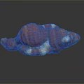 Red And White Ribbed Conch Shell With Glossy Surface On Dark Background And Reflection