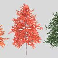 Three Arbor Trees Displaying Orange Red and Green Vibrant Foliage in Different Colors