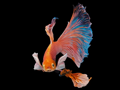 Colorful Betta Fish With Vibrant Orange Body And Blue Pink Fins Isolated On Black Background 3d model