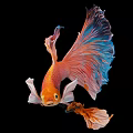 Colorful Betta Fish With Vibrant Orange Body And Blue Pink Fins Isolated On Black Background