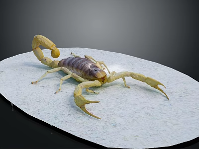 Reptile Scorpion Displaying Yellow Pincers And Curved Tail On White Platform 3d model