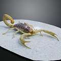 Modern Scorpion Reptile Insect Poisonous Scorpion 3d model