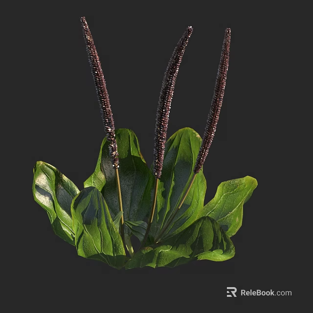 Fresh Green Leaves With Dark Purple Spikes In Natural Plant 3d model 