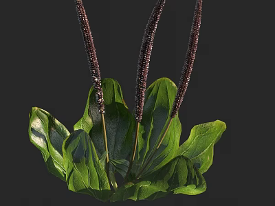 Fresh Green Leaves With Dark Purple Spikes In Natural Plant 3d model