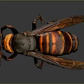 Detailed Black and Orange Striped Hornet With Large Head and Prominent Eyes Close Up View