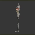 3D Human Skeleton Model Showing Internal Organs Like Heart Stomach And Intestines