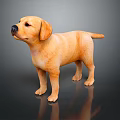 Yellow Labrador Puppy Standing On Dark Reflective Surface With Smooth Fur 3d model
