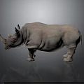 Side View Standing Rhinoceros With Textured Skin On Gray Background And Reflective Floor