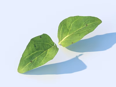 Two Fresh Green Leaves With Visible Veins And Dark Spots On Light Background 3d model