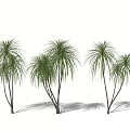 Tropical Shrubs With Long Green Leaves And Multiple Stems In Landscape