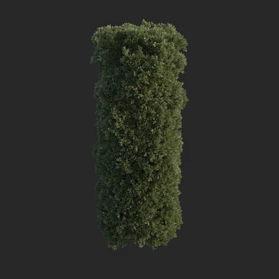 Well Trimmed Evergreen Columnar Shrub With Dense Green Foliage For Garden Landscaping 3d model
