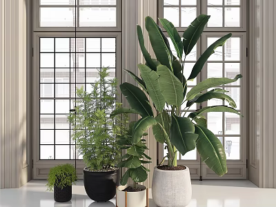 Indoor Potted Plants by Window with Various Sizes and Green Foliage 3d model
