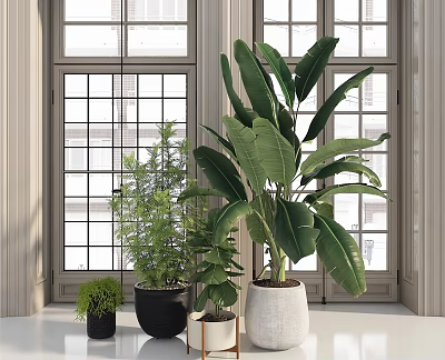 Indoor Potted Plants by Window with Various Sizes and Green Foliage 3d model