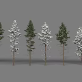 Arbor Trees With Snow Covered Foliage And Green Leaves On Brown Trunks