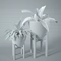 Potted Plants in White Pots on Wooden Stands with Green Leaves of Different Sizes