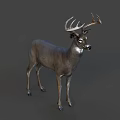 Detailed Realistic Deer With Large Antlers Standing On Gray Background