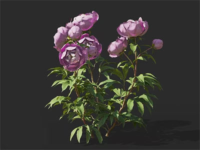 Beautiful Purple Peonies With Blooming Flowers And Green Leaves Against Dark Background 3d model