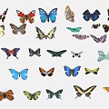 Flying Animals Butterflies with Various Colors Different Patterns and Diverse Species