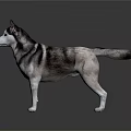 Realistic Siberian Husky 3D Model in Standing Pose on Dark Reflective Background 3d model
