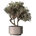 Modern Decorative Ornament Set with Various Potted Plants and Stylish Planters